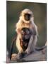 Hanuman Langur Adult Caring for Young, Thar Desert, Rajasthan, India-Jean-pierre Zwaenepoel-Mounted Photographic Print