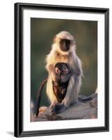 Hanuman Langur Adult Caring for Young, Thar Desert, Rajasthan, India-Jean-pierre Zwaenepoel-Framed Photographic Print