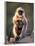 Hanuman Langur Adult Caring for Young, Thar Desert, Rajasthan, India-Jean-pierre Zwaenepoel-Framed Photographic Print