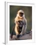 Hanuman Langur Adult Caring for Young, Thar Desert, Rajasthan, India-Jean-pierre Zwaenepoel-Framed Photographic Print