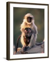 Hanuman Langur Adult Caring for Young, Thar Desert, Rajasthan, India-Jean-pierre Zwaenepoel-Framed Photographic Print