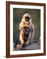 Hanuman Langur Adult Caring for Young, Thar Desert, Rajasthan, India-Jean-pierre Zwaenepoel-Framed Photographic Print