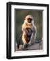 Hanuman Langur Adult Caring for Young, Thar Desert, Rajasthan, India-Jean-pierre Zwaenepoel-Framed Photographic Print