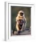 Hanuman Langur Adult Caring for Young, Thar Desert, Rajasthan, India-Jean-pierre Zwaenepoel-Framed Photographic Print