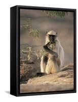 Hanuman Langur Juvenile Feeding on Acacia Leaves, Thar Desert, Rajasthan, India-Jean-pierre Zwaenepoel-Framed Stretched Canvas