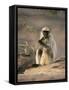 Hanuman Langur Juvenile Feeding on Acacia Leaves, Thar Desert, Rajasthan, India-Jean-pierre Zwaenepoel-Framed Stretched Canvas