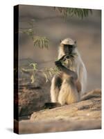 Hanuman Langur Juvenile Feeding on Acacia Leaves, Thar Desert, Rajasthan, India-Jean-pierre Zwaenepoel-Stretched Canvas