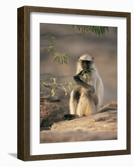 Hanuman Langur Juvenile Feeding on Acacia Leaves, Thar Desert, Rajasthan, India-Jean-pierre Zwaenepoel-Framed Photographic Print