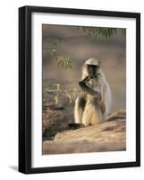 Hanuman Langur Juvenile Feeding on Acacia Leaves, Thar Desert, Rajasthan, India-Jean-pierre Zwaenepoel-Framed Photographic Print