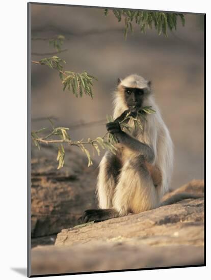 Hanuman Langur Juvenile Feeding on Acacia Leaves, Thar Desert, Rajasthan, India-Jean-pierre Zwaenepoel-Mounted Photographic Print