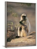 Hanuman Langur Juvenile Feeding on Acacia Leaves, Thar Desert, Rajasthan, India-Jean-pierre Zwaenepoel-Framed Photographic Print