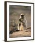 Hanuman Langur Juvenile Feeding on Acacia Leaves, Thar Desert, Rajasthan, India-Jean-pierre Zwaenepoel-Framed Photographic Print