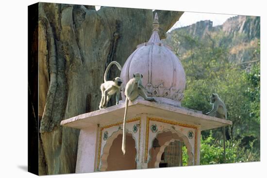 Hanuman Langur Monkeys- X3, on Temple-null-Stretched Canvas