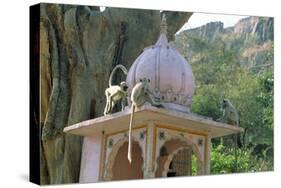 Hanuman Langur Monkeys- X3, on Temple-null-Stretched Canvas