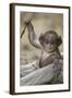 Hanuman Langur - Northern Plains Grey Langur (Semnopithecus Entellus) Baby Playing with a Stick-Mary Mcdonald-Framed Photographic Print