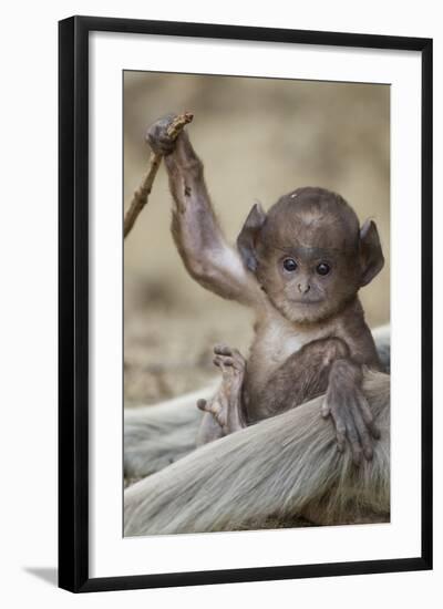 Hanuman Langur - Northern Plains Grey Langur (Semnopithecus Entellus) Baby Playing with a Stick-Mary Mcdonald-Framed Photographic Print