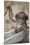Hanuman Langur - Northern Plains Grey Langur (Semnopithecus Entellus) Baby Playing with a Stick-Mary Mcdonald-Mounted Photographic Print