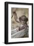 Hanuman Langur - Northern Plains Grey Langur (Semnopithecus Entellus) Baby Playing with a Stick-Mary Mcdonald-Framed Photographic Print