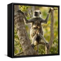 Hanuman Langur - Northern Plains Grey Langur (Semnopithecus Entellus) Mother with Baby in Tree-Mary Mcdonald-Framed Stretched Canvas