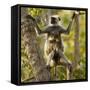 Hanuman Langur - Northern Plains Grey Langur (Semnopithecus Entellus) Mother with Baby in Tree-Mary Mcdonald-Framed Stretched Canvas