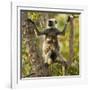 Hanuman Langur - Northern Plains Grey Langur (Semnopithecus Entellus) Mother with Baby in Tree-Mary Mcdonald-Framed Photographic Print