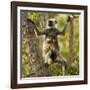 Hanuman Langur - Northern Plains Grey Langur (Semnopithecus Entellus) Mother with Baby in Tree-Mary Mcdonald-Framed Photographic Print