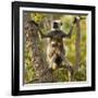 Hanuman Langur - Northern Plains Grey Langur (Semnopithecus Entellus) Mother with Baby in Tree-Mary Mcdonald-Framed Photographic Print