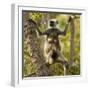 Hanuman Langur - Northern Plains Grey Langur (Semnopithecus Entellus) Mother with Baby in Tree-Mary Mcdonald-Framed Photographic Print