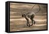 Hanuman Langur (Presbytis Entellus), Bandhavgarh National Park, Madhya Pradesh State, India, Asia-Thorsten Milse-Framed Stretched Canvas