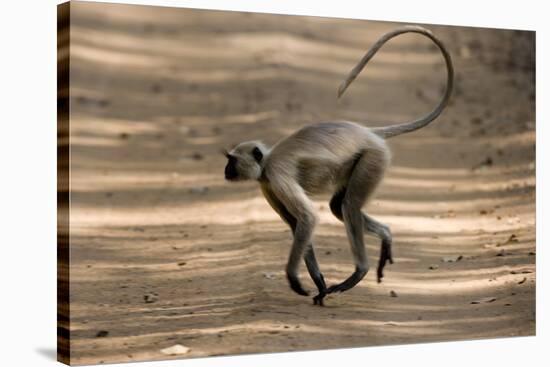 Hanuman Langur (Presbytis Entellus), Bandhavgarh National Park, Madhya Pradesh State, India, Asia-Thorsten Milse-Stretched Canvas