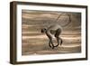 Hanuman Langur (Presbytis Entellus), Bandhavgarh National Park, Madhya Pradesh State, India, Asia-Thorsten Milse-Framed Photographic Print