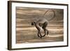 Hanuman Langur (Presbytis Entellus), Bandhavgarh National Park, Madhya Pradesh State, India, Asia-Thorsten Milse-Framed Photographic Print