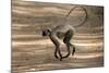 Hanuman Langur (Presbytis Entellus), Bandhavgarh National Park, Madhya Pradesh State, India, Asia-Thorsten Milse-Mounted Photographic Print