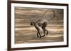 Hanuman Langur (Presbytis Entellus), Bandhavgarh National Park, Madhya Pradesh State, India, Asia-Thorsten Milse-Framed Photographic Print