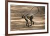 Hanuman Langur (Presbytis Entellus), Bandhavgarh National Park, Madhya Pradesh State, India, Asia-Thorsten Milse-Framed Photographic Print