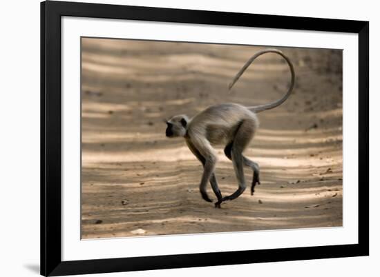 Hanuman Langur (Presbytis Entellus), Bandhavgarh National Park, Madhya Pradesh State, India, Asia-Thorsten Milse-Framed Photographic Print