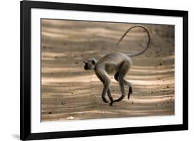 Hanuman Langur (Presbytis Entellus), Bandhavgarh National Park, Madhya Pradesh State, India, Asia-Thorsten Milse-Framed Photographic Print