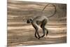 Hanuman Langur (Presbytis Entellus), Bandhavgarh National Park, Madhya Pradesh State, India, Asia-Thorsten Milse-Mounted Photographic Print