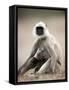 Hanuman Langur (Presbytis Entellus), Bandhavgarh National Park, Madhya Pradesh State, India-Thorsten Milse-Framed Stretched Canvas