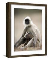 Hanuman Langur (Presbytis Entellus), Bandhavgarh National Park, Madhya Pradesh State, India-Thorsten Milse-Framed Photographic Print