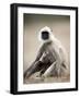 Hanuman Langur (Presbytis Entellus), Bandhavgarh National Park, Madhya Pradesh State, India-Thorsten Milse-Framed Photographic Print