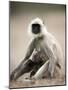 Hanuman Langur (Presbytis Entellus), Bandhavgarh National Park, Madhya Pradesh State, India-Thorsten Milse-Mounted Photographic Print