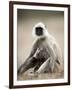 Hanuman Langur (Presbytis Entellus), Bandhavgarh National Park, Madhya Pradesh State, India-Thorsten Milse-Framed Photographic Print