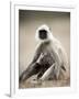 Hanuman Langur (Presbytis Entellus), Bandhavgarh National Park, Madhya Pradesh State, India-Thorsten Milse-Framed Photographic Print