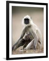 Hanuman Langur (Presbytis Entellus), Bandhavgarh National Park, Madhya Pradesh State, India-Thorsten Milse-Framed Photographic Print