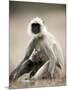 Hanuman Langur (Presbytis Entellus), Bandhavgarh National Park, Madhya Pradesh State, India-Thorsten Milse-Mounted Photographic Print