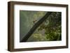 Hanuman langur running up tree trunk, India-Andrew Parkinson-Framed Photographic Print