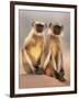 Hanuman Langur Two Adolescents Sitting, Thar Desert, Rajasthan, India-Jean-pierre Zwaenepoel-Framed Premium Photographic Print