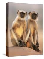 Hanuman Langur Two Adolescents Sitting, Thar Desert, Rajasthan, India-Jean-pierre Zwaenepoel-Stretched Canvas