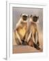 Hanuman Langur Two Adolescents Sitting, Thar Desert, Rajasthan, India-Jean-pierre Zwaenepoel-Framed Photographic Print